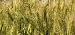 wheat-5011263_1920
